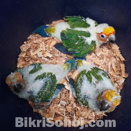 Sun Conure Baby